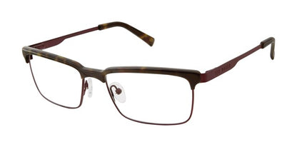 Tortoise        B351